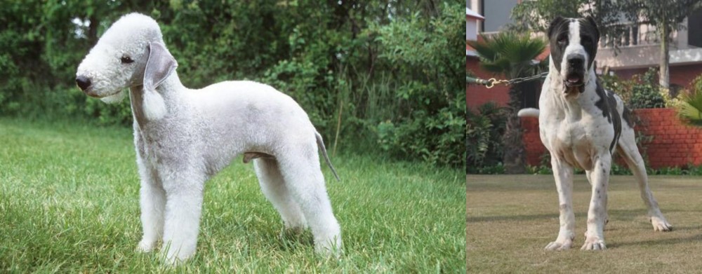 Alangu Mastiff vs Bedlington Terrier - Breed Comparison