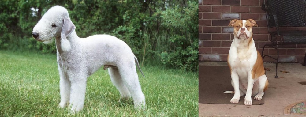 Alapaha Blue Blood Bulldog vs Bedlington Terrier - Breed Comparison