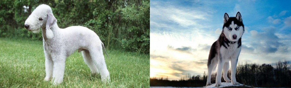 Alaskan Husky vs Bedlington Terrier - Breed Comparison