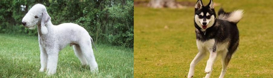 Alaskan Klee Kai vs Bedlington Terrier - Breed Comparison