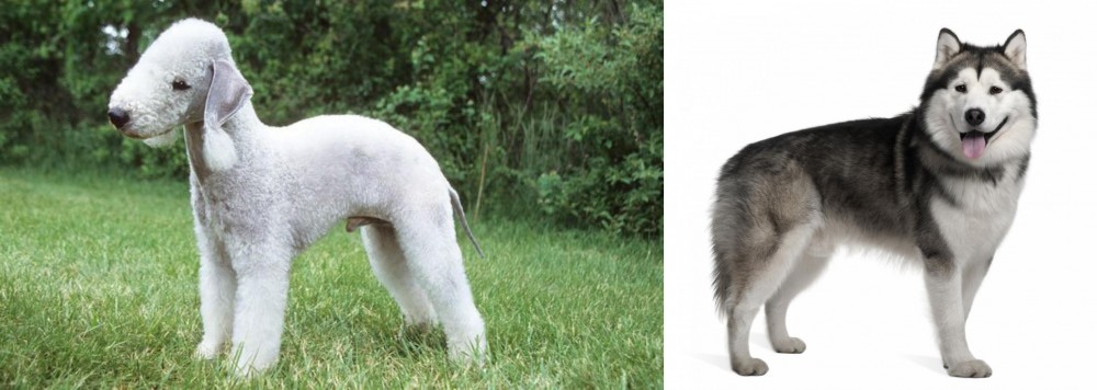 Alaskan Malamute vs Bedlington Terrier - Breed Comparison