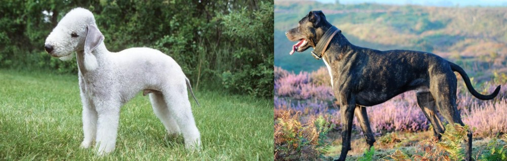 Alaunt vs Bedlington Terrier - Breed Comparison