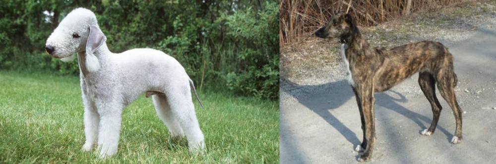 American Staghound vs Bedlington Terrier - Breed Comparison