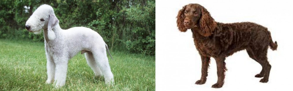 American Water Spaniel vs Bedlington Terrier - Breed Comparison
