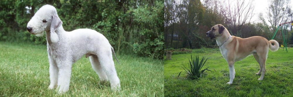 Anatolian Shepherd vs Bedlington Terrier - Breed Comparison