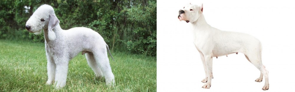 Argentine Dogo vs Bedlington Terrier - Breed Comparison
