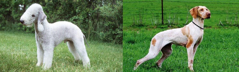 Ariege Pointer vs Bedlington Terrier - Breed Comparison