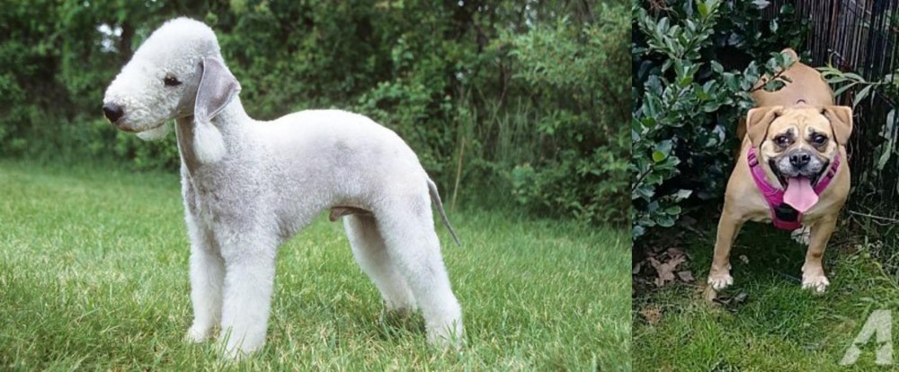 Beabull vs Bedlington Terrier - Breed Comparison