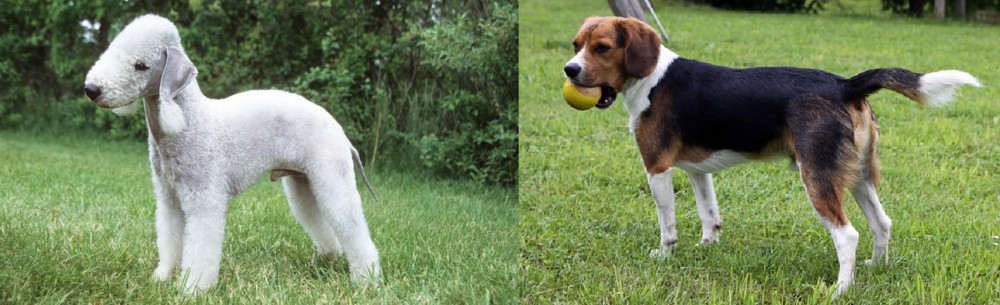 Beaglier vs Bedlington Terrier - Breed Comparison