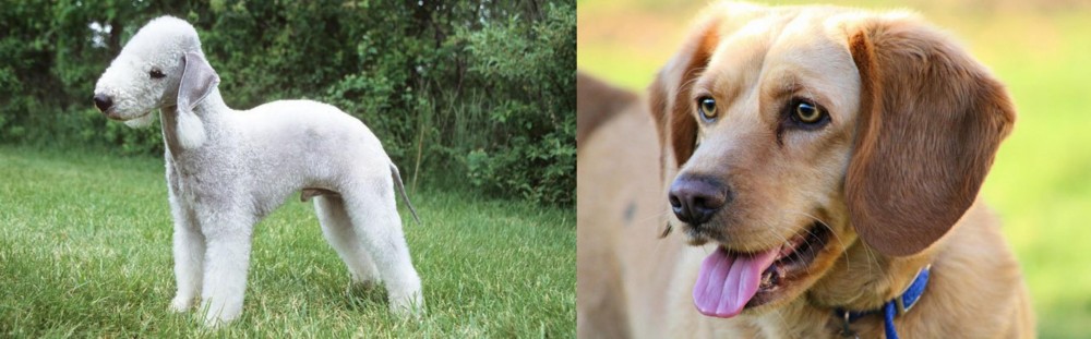 Beago vs Bedlington Terrier - Breed Comparison