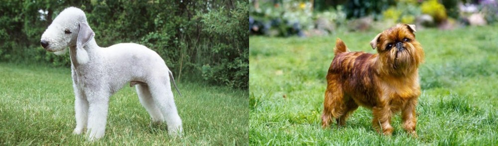 Belgian Griffon vs Bedlington Terrier - Breed Comparison