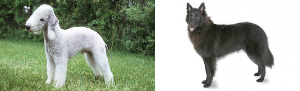 Belgian Shepherd vs Bedlington Terrier - Breed Comparison