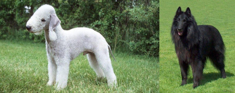 Belgian Shepherd Dog (Groenendael) vs Bedlington Terrier - Breed Comparison