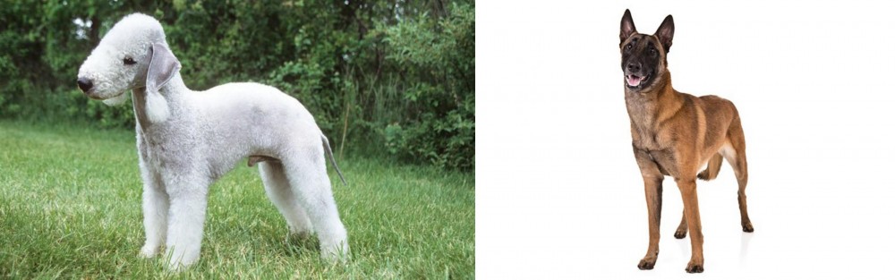 Belgian Shepherd Dog (Malinois) vs Bedlington Terrier - Breed Comparison