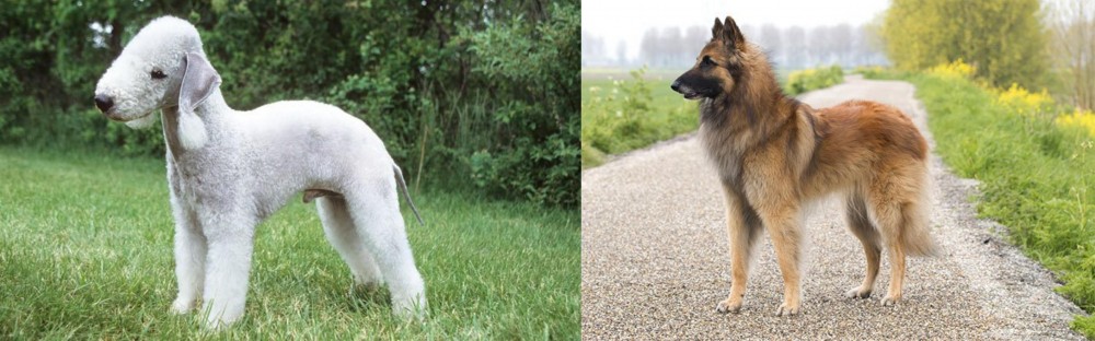 Belgian Shepherd Dog (Tervuren) vs Bedlington Terrier - Breed Comparison