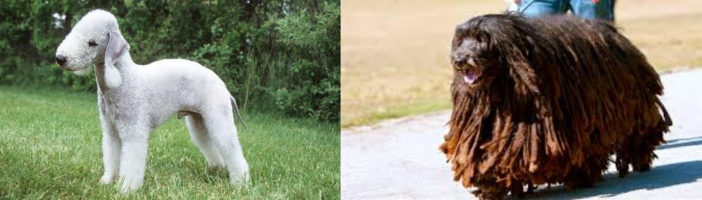 Bergamasco vs Bedlington Terrier - Breed Comparison