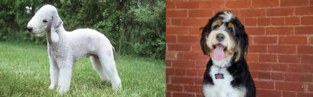 Bernedoodle vs Bedlington Terrier - Breed Comparison