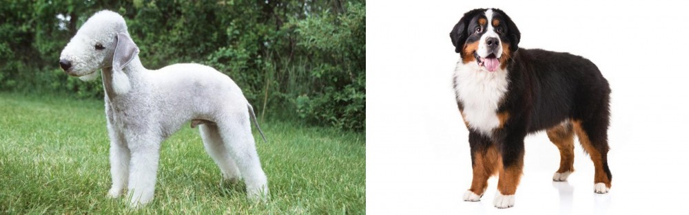 Bernese Mountain Dog vs Bedlington Terrier - Breed Comparison