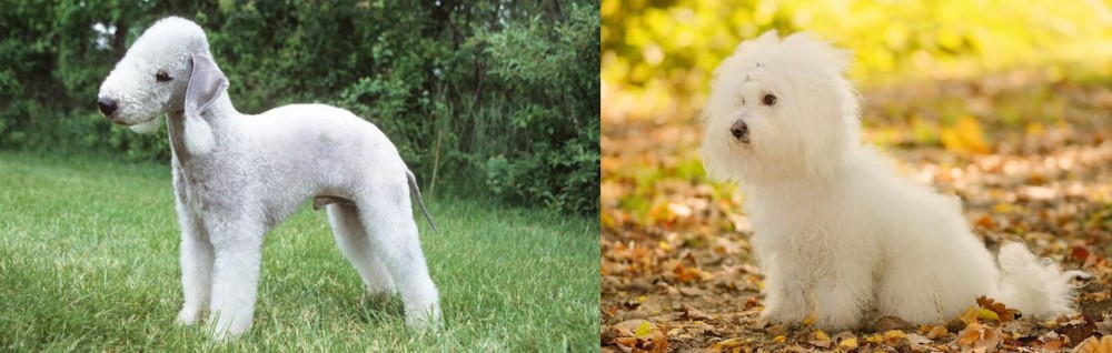 Bichon Bolognese vs Bedlington Terrier - Breed Comparison
