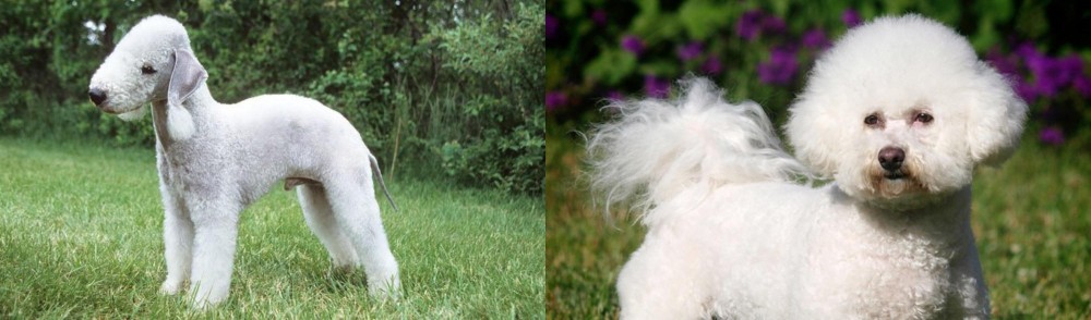 Bichon Frise vs Bedlington Terrier - Breed Comparison