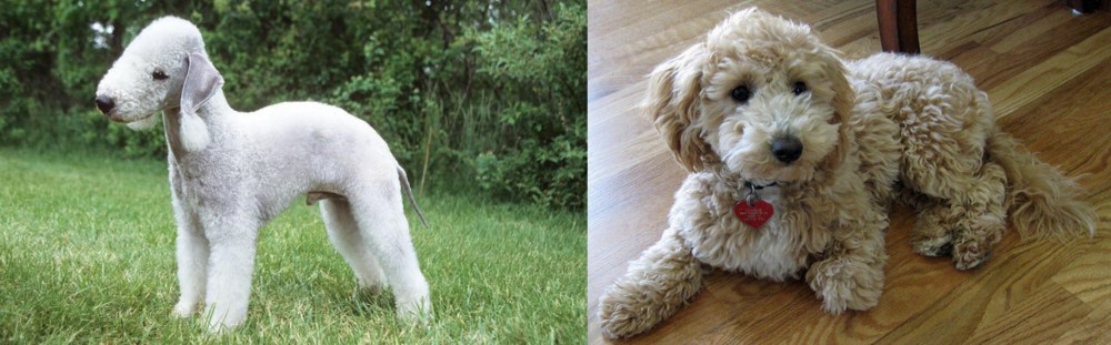 Bichonpoo vs Bedlington Terrier - Breed Comparison