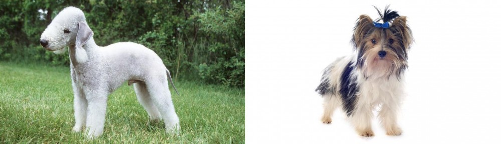 Biewer vs Bedlington Terrier - Breed Comparison