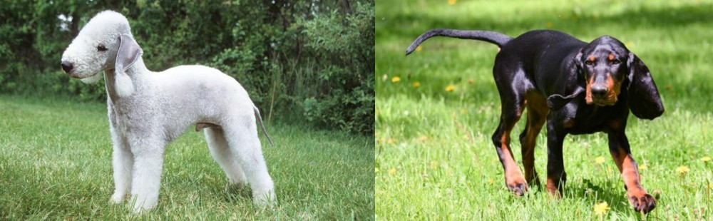 Black and Tan Coonhound vs Bedlington Terrier - Breed Comparison