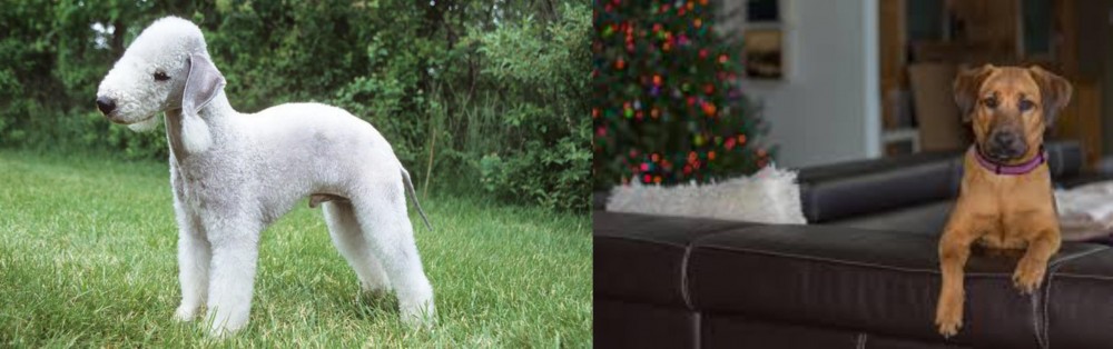 Black Mouth Cur vs Bedlington Terrier - Breed Comparison