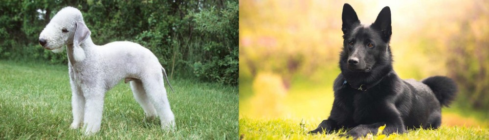 Black Norwegian Elkhound vs Bedlington Terrier - Breed Comparison