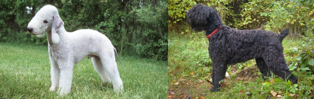 Black Russian Terrier vs Bedlington Terrier - Breed Comparison