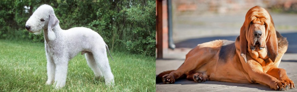 Bloodhound vs Bedlington Terrier - Breed Comparison