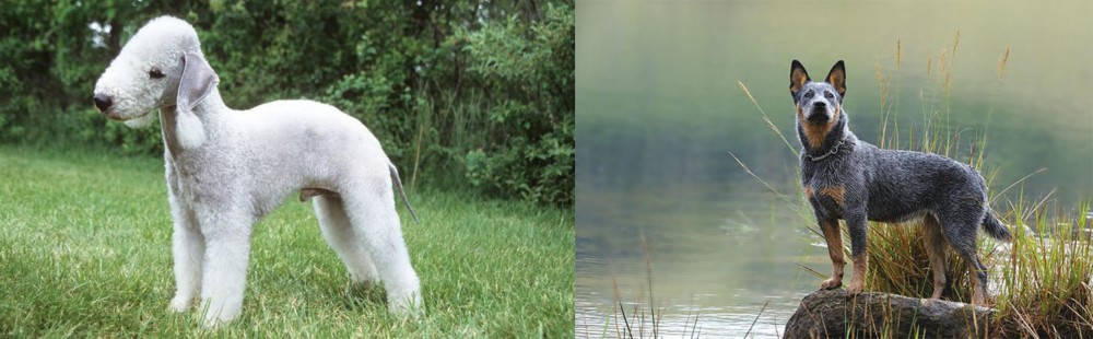 Blue Healer vs Bedlington Terrier - Breed Comparison