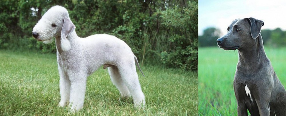 Blue Lacy vs Bedlington Terrier - Breed Comparison