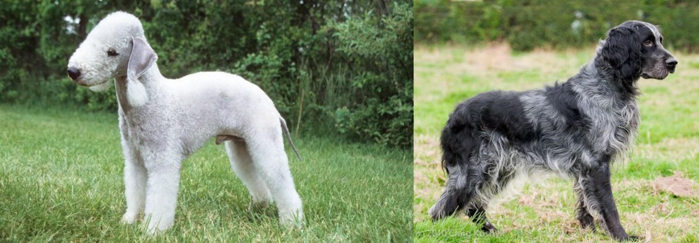 Blue Picardy Spaniel vs Bedlington Terrier - Breed Comparison