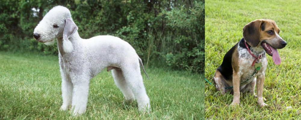 Bluetick Beagle vs Bedlington Terrier - Breed Comparison
