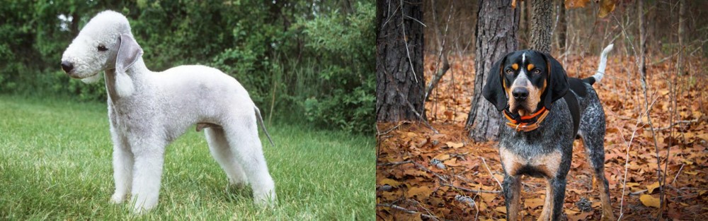 Bluetick Coonhound vs Bedlington Terrier - Breed Comparison