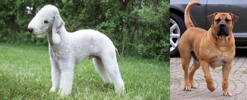 Boerboel vs Bedlington Terrier - Breed Comparison