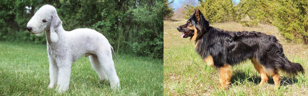 Bohemian Shepherd vs Bedlington Terrier - Breed Comparison