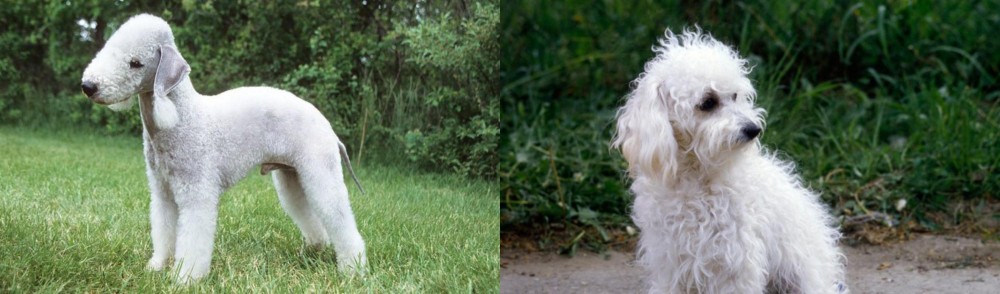 Bolognese vs Bedlington Terrier - Breed Comparison
