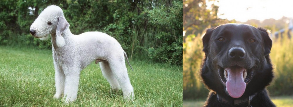 Borador vs Bedlington Terrier - Breed Comparison