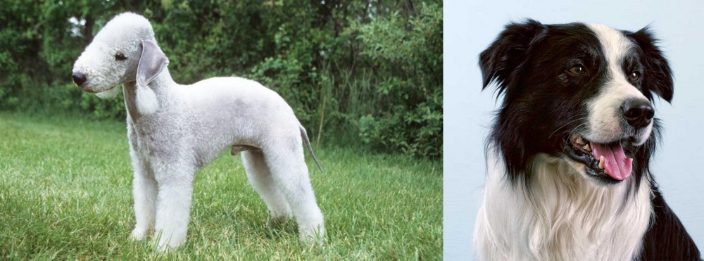Border Collie vs Bedlington Terrier - Breed Comparison