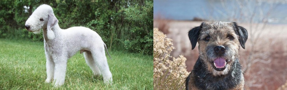 Border Terrier vs Bedlington Terrier - Breed Comparison