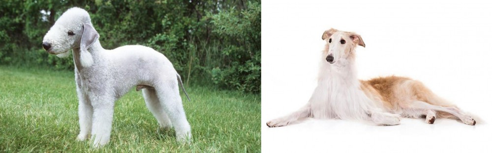Borzoi vs Bedlington Terrier - Breed Comparison