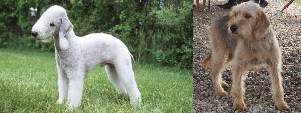 Bosnian Coarse-Haired Hound vs Bedlington Terrier - Breed Comparison