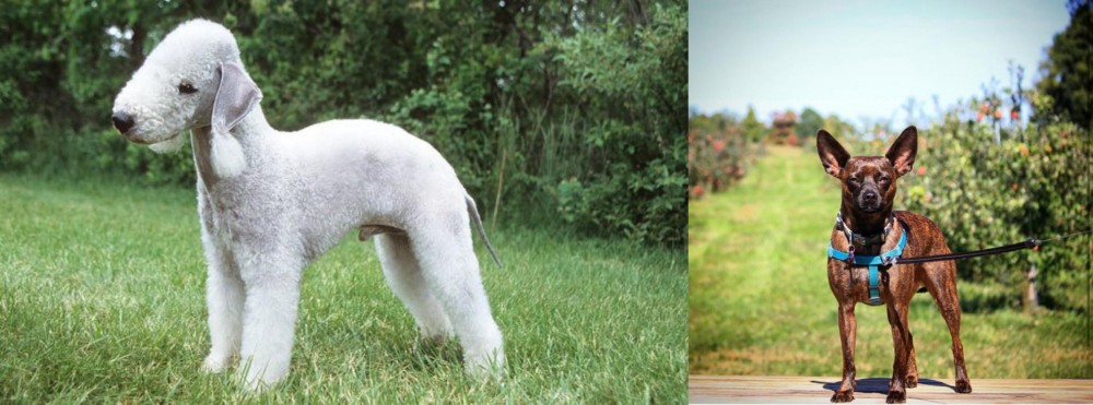 Bospin vs Bedlington Terrier - Breed Comparison