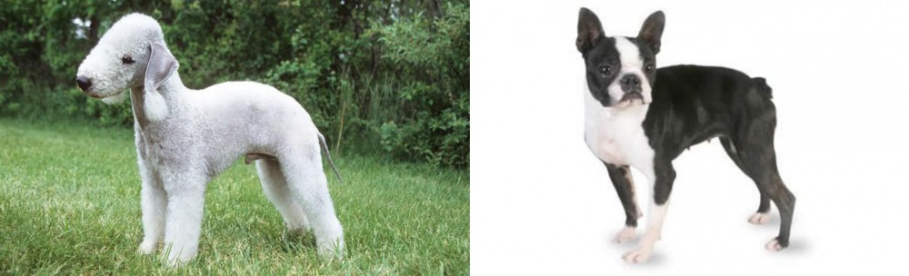 Boston Terrier vs Bedlington Terrier - Breed Comparison