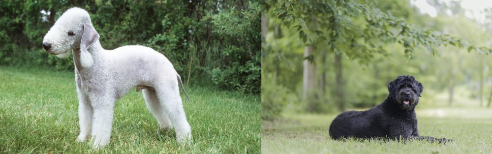Bouvier des Flandres vs Bedlington Terrier - Breed Comparison