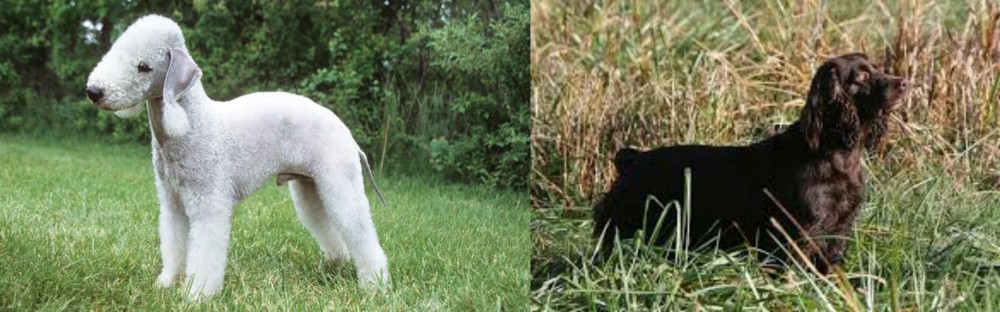 Boykin Spaniel vs Bedlington Terrier - Breed Comparison