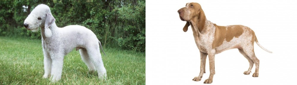 Bracco Italiano vs Bedlington Terrier - Breed Comparison