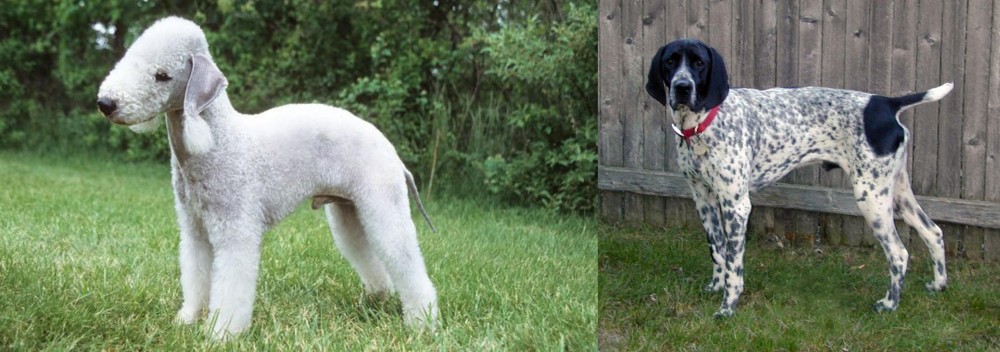 Braque d'Auvergne vs Bedlington Terrier - Breed Comparison